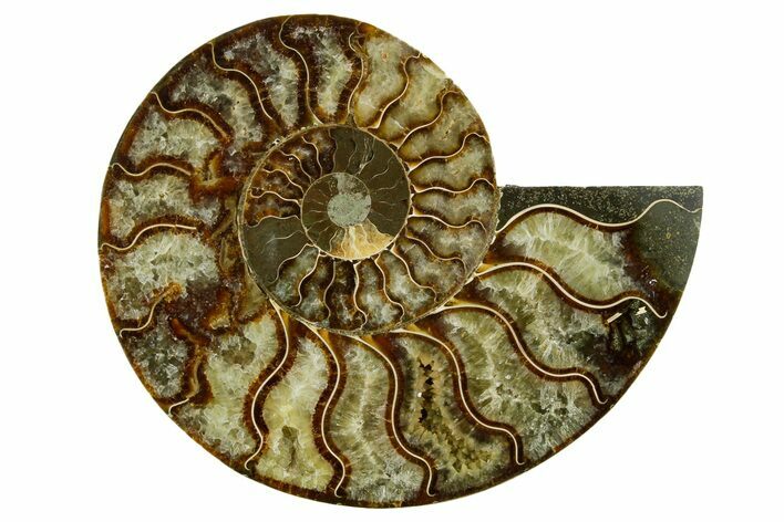 Cut & Polished Ammonite Fossil (Half) - Madagascar #362370
